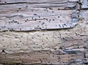 log and chinking which have been infested with powder post beetles and or old wood house borers and other insects.  They clearly have damaged this log causing rot, and water infiltration.