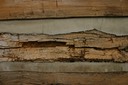 damage caused by wood eating insects most likely powder post beetles and wood house borers